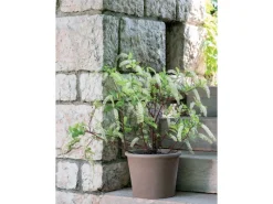 Deroma Pflanztopf Zylinder Primitivo Ø 28 cm< Töpfe
