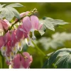 Clearance Dicentra Spectabilis Tränendes Herz Ca. 9x9 cm Topf