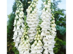 Töpfe<Digitalis Purpurea Alba Fingerhut Ca. 9x9 cm Topf