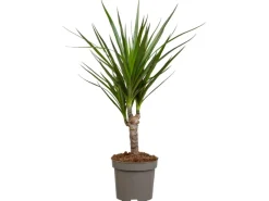 Töpfe<Drachenbaum Höhe ca. 115 cm Topf-Ø 24 cm Dracaena marginata