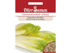 Töpfe<Dürr Samen Chicoree Brüsseler Witloof Saatgut