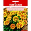 Dürr Samen Gazania Daybreak Red Stripe F1 Einjährig Saatgut< Töpfe