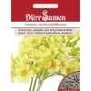 Kühlschränke<Dürr Samen Wiesen-Schlüsselblume Goldgelbe Nach Honig Duftende Blüten Mehrjährig Saatgut