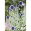 Echinops Ritro Kugeldistel Ca. 9x9 cm Topf< Töpfe