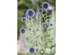 Echinops Ritro Kugeldistel Ca. 9x9 cm Topf< Töpfe