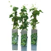GROW by OBI Töpfe<Echter Hopfen "Northern Brew" Höhe ca. 40 - 60 cm Topf ca. 2 l Humulus lupulus