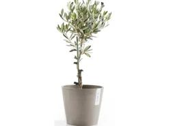 Ecopot Töpfe<s Pflanztopf Amsterdam 20 cm