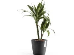 Ecopot Töpfe<s Pflanztopf Amsterdam 20 cm