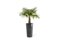 Hot Ecopots Pflanztopf Amsterdam Hoch 41 cm x 76 cm Dunkelgrau