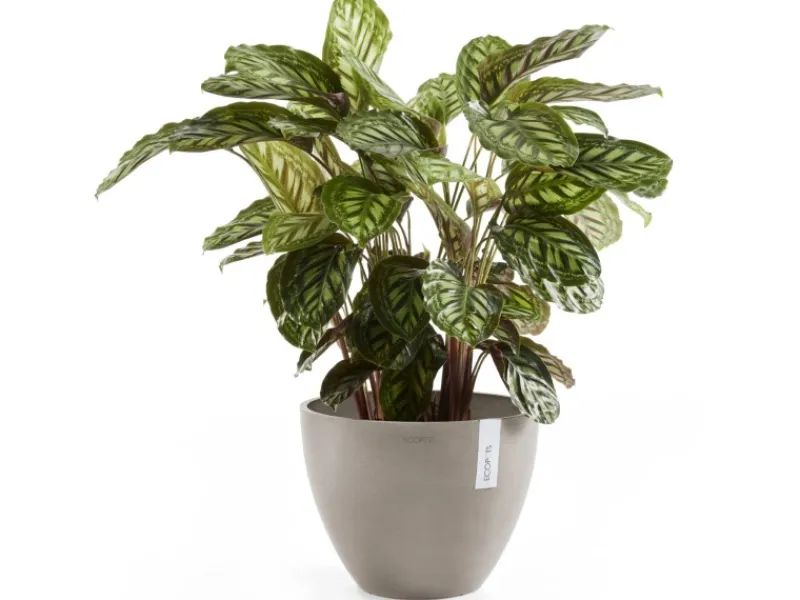 Discount Ecopot s Pflanztopf Antwerp 40 cm Braungrau