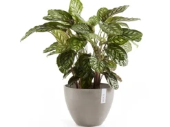 Ecopot Töpfe<s Pflanztopf Antwerp 30 cm