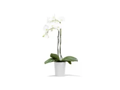 Clearance Ecopots Pflanztopf Morinda 17 cm x 19,2 cm Weiß