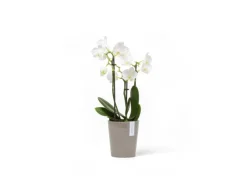 Ecopots Töpfe<Pflanztopf Morinda Braungrau 11 cm x 12,4 cm