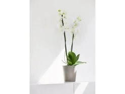 Ecopots Pflanztopf Morinda Braungrau 14,2 cm x 16 cm< Töpfe