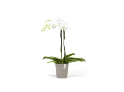 Ecopots Pflanztopf Morinda Braungrau 14,2 cm x 16 cm< Töpfe