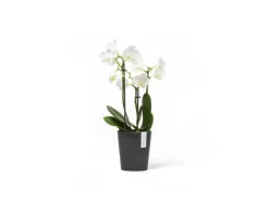 Sale Ecopots Pflanztopf Morinda 11 cm x 12,4 cm Dunkelgrau