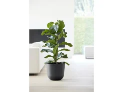 Online Ecopots Pflanztopf Oslo 35 cm x 30,5 cm Dunkelgrau
