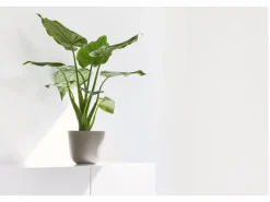 Ecopots Töpfe<Pflanztopf Oslo Mini Braungrau 19 cm x 16,5 cm