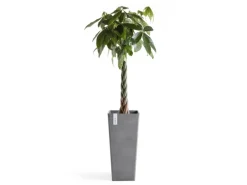 Ecopots Pflanztopf Rotterdam High 32,5 cm x 32,5 cm  Grau< Töpfe