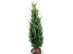 Gefrierschränke|Herde<Eibe Set à 15 Stück Höhe ca. 160 - 180 cm Ballenware Taxus baccata
