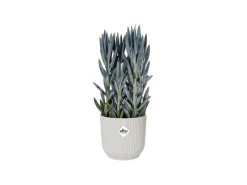 Clearance Elho Übertopf Vibes Fold Ø 25 cm x 23 cm Seidenweiß