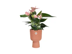 Elho Übertopf Vibes Fold Coupe 14 cm x 13,9 cm x 21 cm Zartrosa< Töpfe