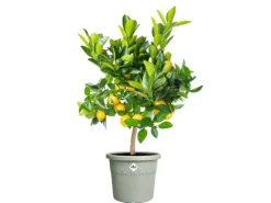 Hot Elho Blumentopf Algarve Cilindro Ø 35 cm x 29 cm Grün