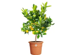 Elho Töpfe<Blumentopf Algarve Cilindro Ø 35 cm x 29 cm