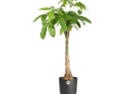 Elho Töpfe<Blumentopf B.For Soft Rund Ø 18,3 cm