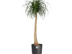 Elho Töpfe<Blumentopf B.For Soft Rund Ø 16 cm