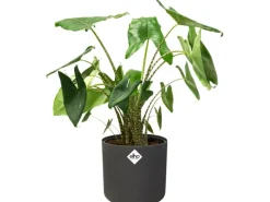 Elho Töpfe<Blumentopf B.For Soft Rund Ø 16 cm