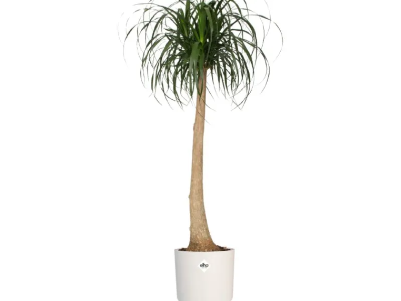 Elho Töpfe<Blumentopf B.For Soft Rund Ø 18,3 cm