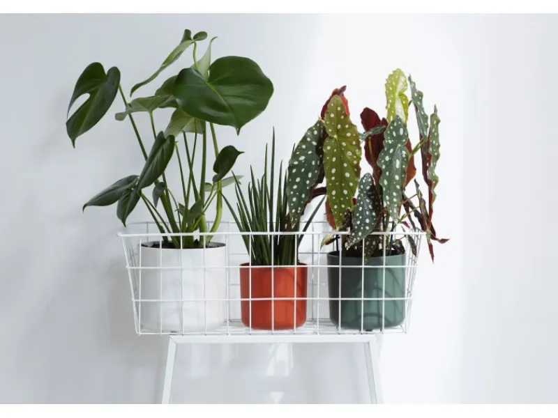 Elho Töpfe<Blumentopf B.For Soft Rund Ø 18,3 cm
