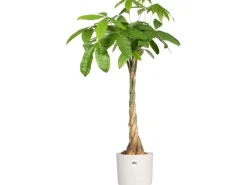 Elho Blumentopf B.For Soft Rund Ø 29,5 cm< Töpfe