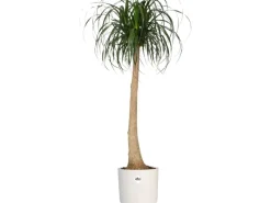 Elho Blumentopf B.For Soft Rund Ø 16 cm< Töpfe