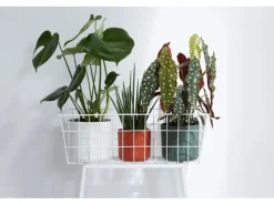 Elho Blumentopf B.For Soft Rund Ø 16 cm< Töpfe