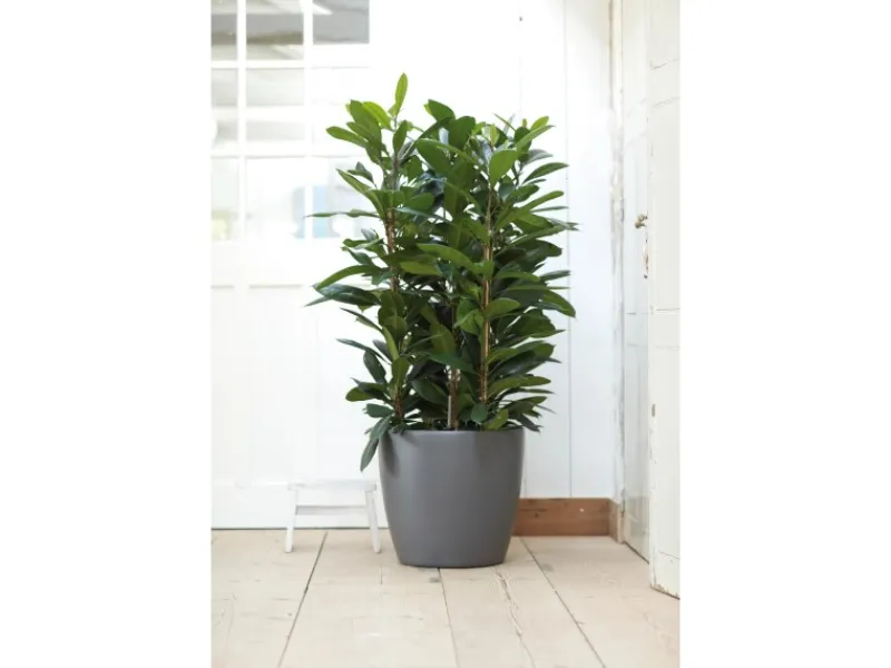 Elho Töpfe<Blumentopf Brussels Rund mit Rollen Ø 47 cm