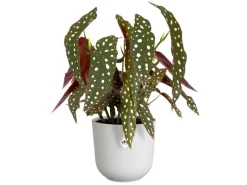 Elho Blumentopf Jazz Ø 14,2 cm x 13,1 cm< Töpfe