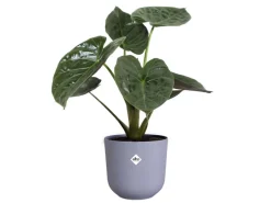 Elho Blumentopf Jazz Ø 23,1 cm x 21,5 cm< Töpfe