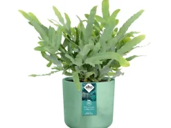 Elho Blumentopf Ocean Collection Ø 14 cm< Töpfe