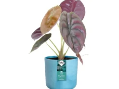 Sale Elho Blumentopf Ocean Collection Ø 18 cm Atlantikblau