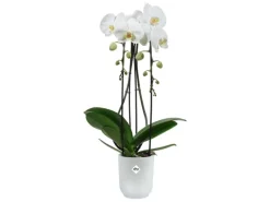 Elho Orchideentopf Vibes Fold Ø 9,2 cm x 14,9 cm Transparent