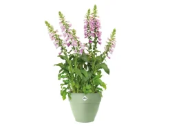 Discount Elho Pflanzentopf Vibia Campana Ø 47 cm x 40 cm Pistaziengrün