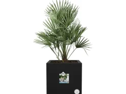 Elho Töpfe<Pflanztopf Vivo Next 30 cm x 30 cm x 30 cm Living Black mit Rollen