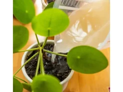 e-nema 3 Mio. SF-Nematoden gegen Trauermücken nemaplus< Töpfe