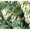 Outlet Erica Carnea Isabell Schneeheide Ca. 11x11 cm Topf