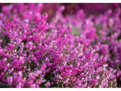 Töpfe<Erica Carnea Rosalie Schneeheide Ca. 11x11 cm Topf