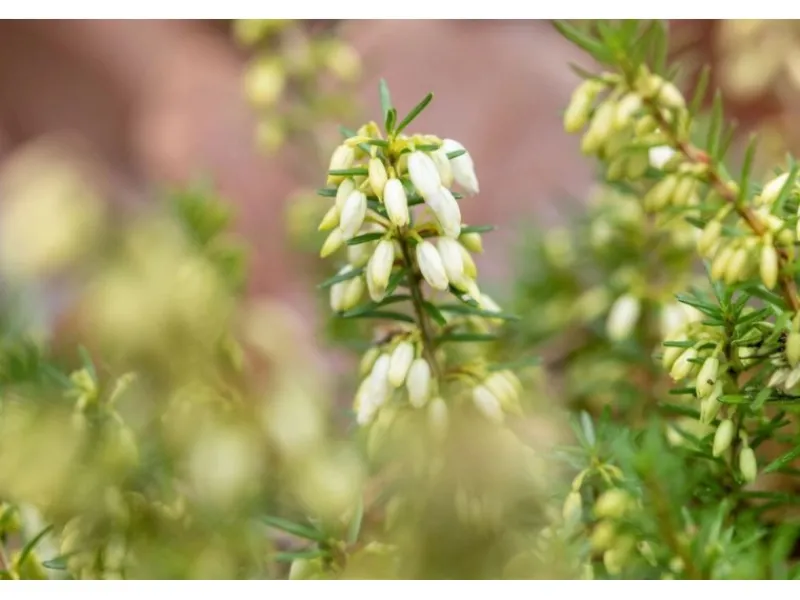 Discount Erica Carnea Steffi Winterheide Rosa Ca. 11x11 cm Topf