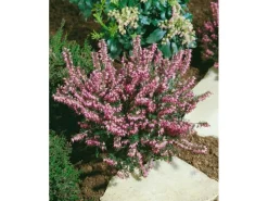 Erica Darleyensis Winterheide Rosa Ca. 11x11 cm Topf< Töpfe
