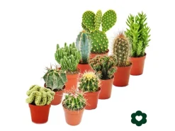 Exotenherz 10 Verschiedene Kakteen 5,5cm Topf im Set< Töpfe